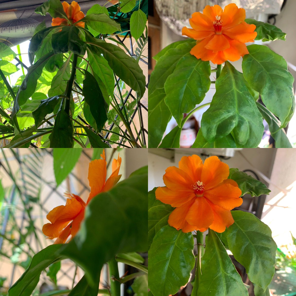 Rose Cactus - beneath the thorns lies a delicate beauty! #rosecactus #cactus #cactuslover #nature #naturelovers #succulents #plants #cacti #flowers #garden #plant #plantsofinstagram #cactusclub #cactuslove #cactusgarden #cactusflower #plantlover #gardening