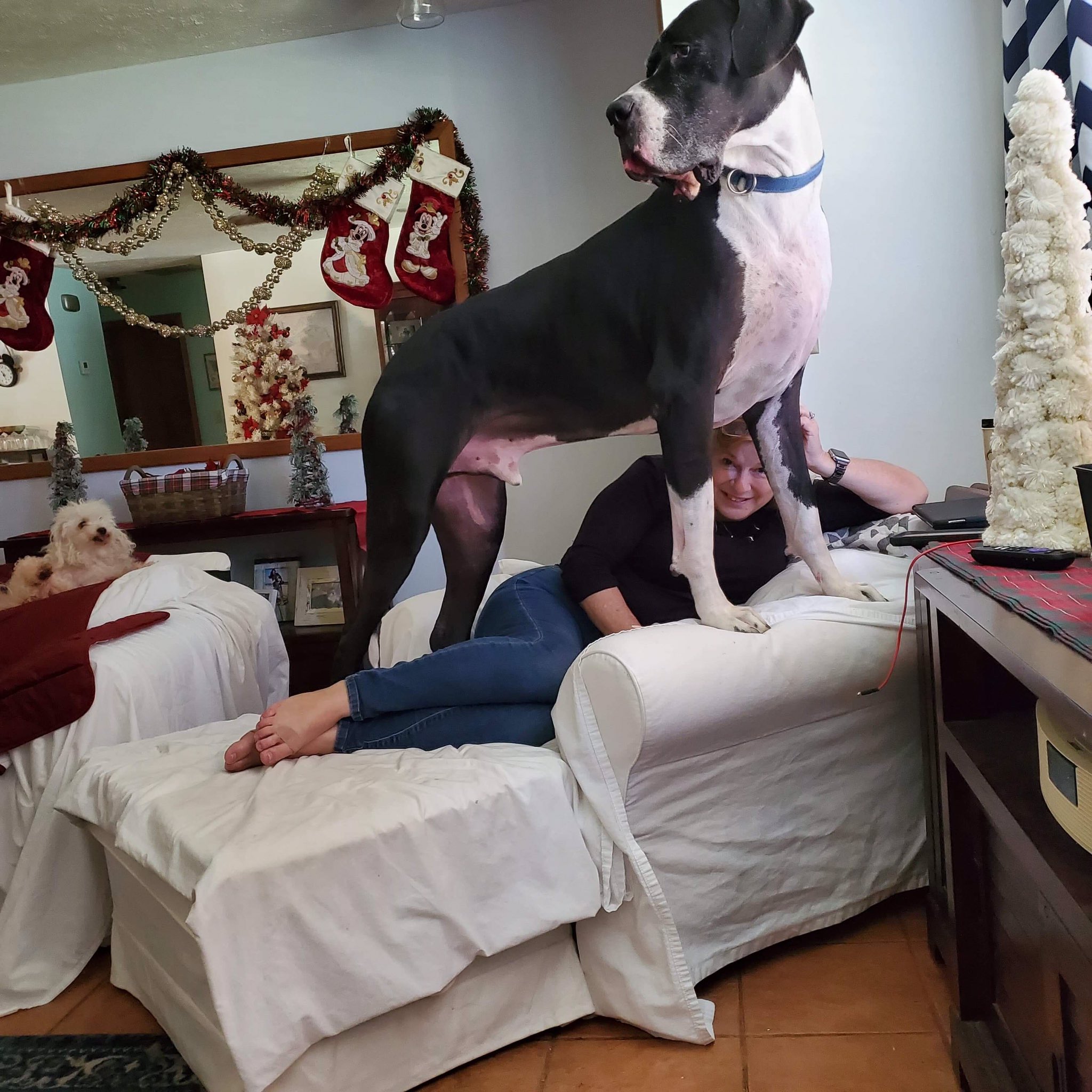 Magnum great danes sales