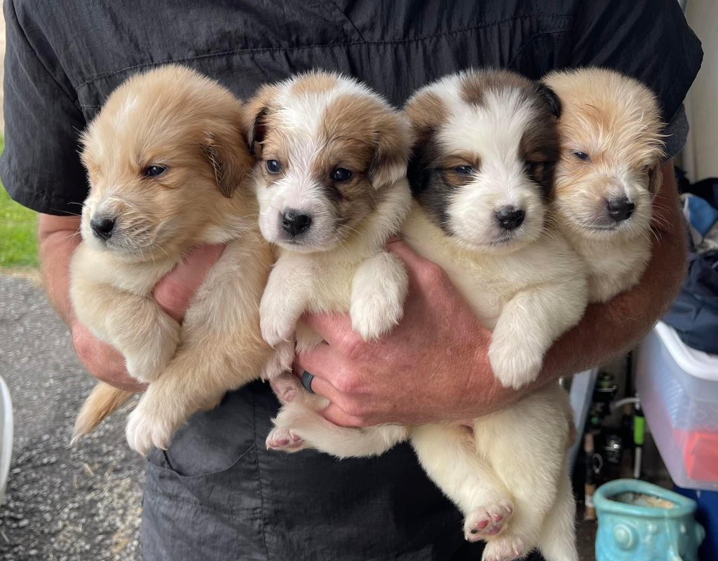 sandra_han22377's tweet photo. #puppies #puppy A dog has four legs, two ears, two eyes, two tails, a mouth, and a nose. It also has keen teeth It is a very intelligent creature that is excellent at catching criminals. It assaults the outsiders while running very quickly and barking loudly.#dogstagram https://t.co/IWajEIVJDv