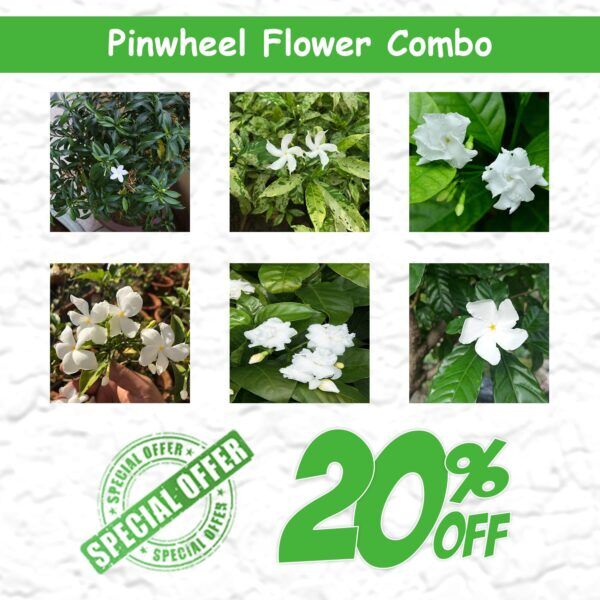 Pin Wheel Flower

santhionlineplants.com  

#gardening #garden #flowers #plants #nature #gardenlife #flower #gardendesign #growyourown #gardener #plantsofinstagram #naturephotography #gardeninspiration #growyourownfood #gardens #photography #green #plant #organic #mygarden