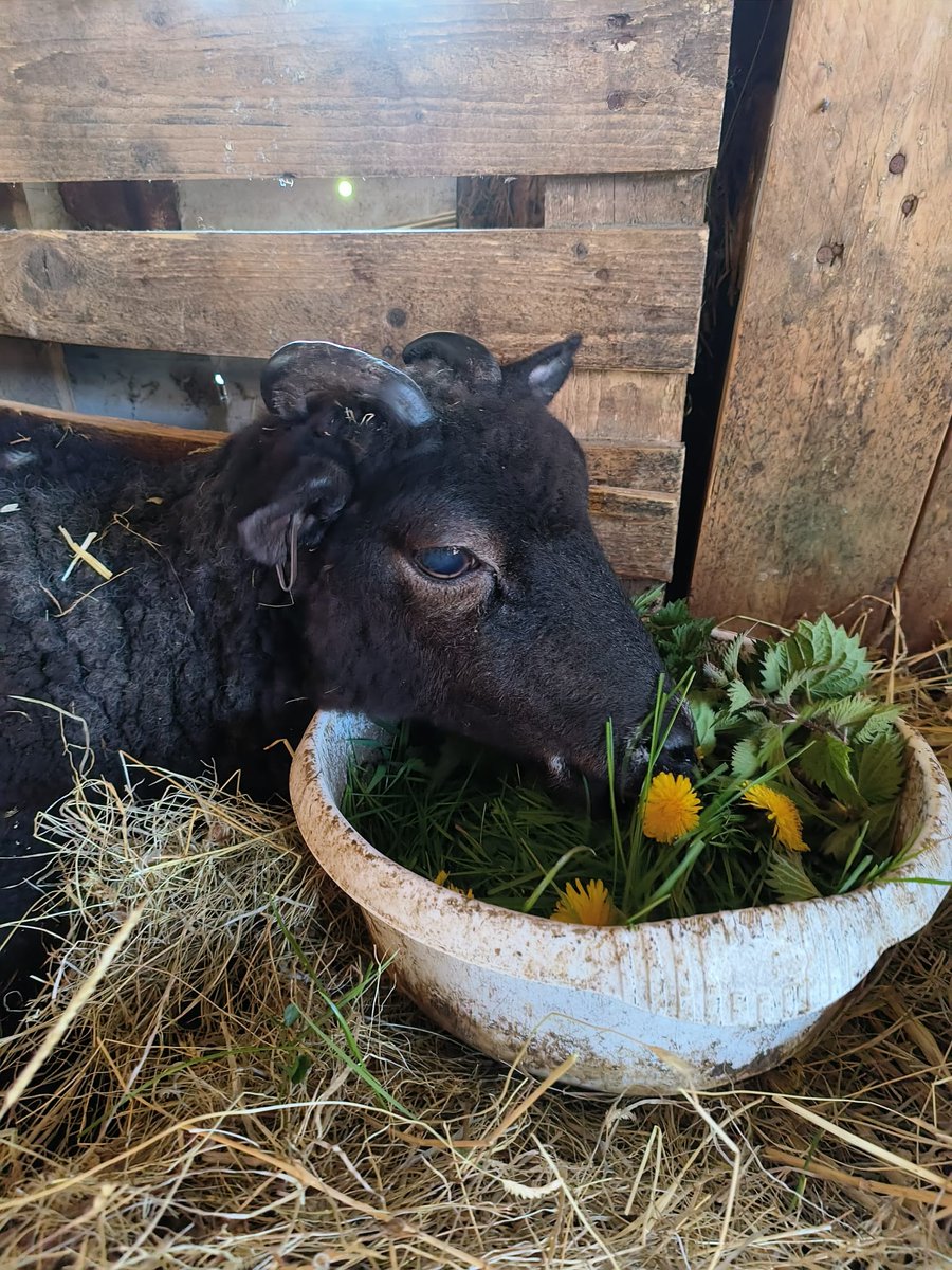 All the woollies love their greens, & none more so than our sweet lass #BabySheep 🌱🥬🥗 Today, volunteer Lenka prepared her a little #BuddhaBowl of her favourite dandelions & nettles, & she tucked in with absolute relish 😋🐑🤗💚  #SimplePleasures #SaturdayLunch #RescueSheep