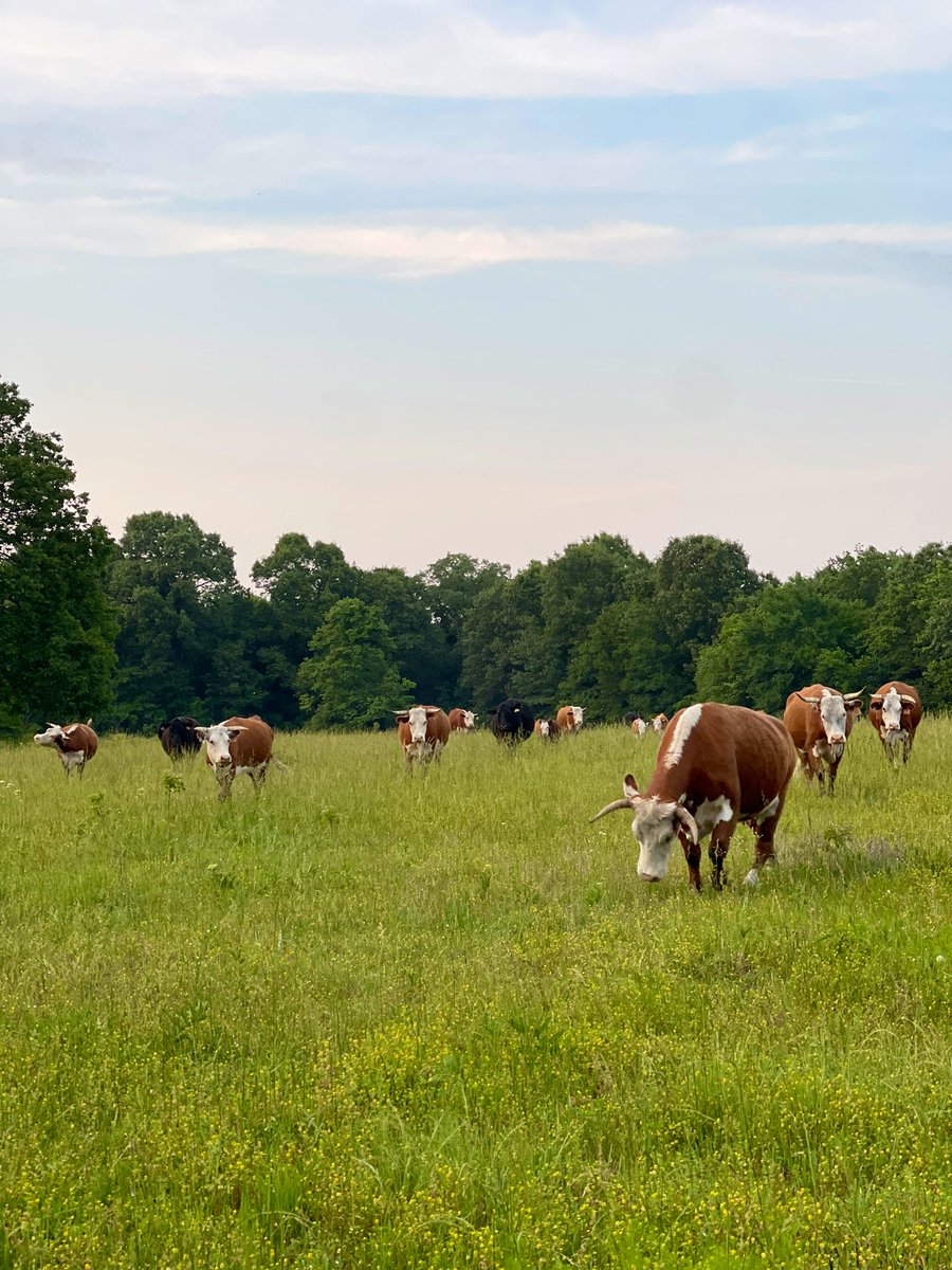 Lots of yellow hop this year