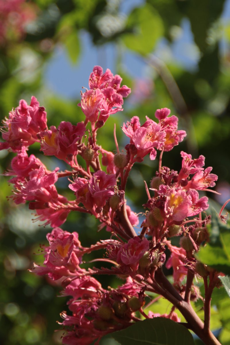 Pink flowering horse chestnut 😃