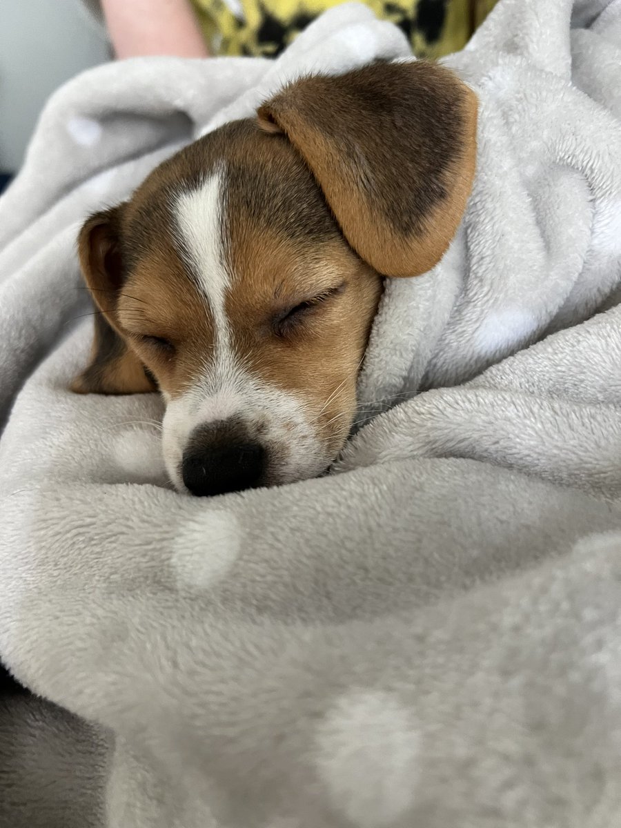 Saturday Morning Baby Beagle snuggles. #precious #puppy #legalbeagle #pocketbeagle