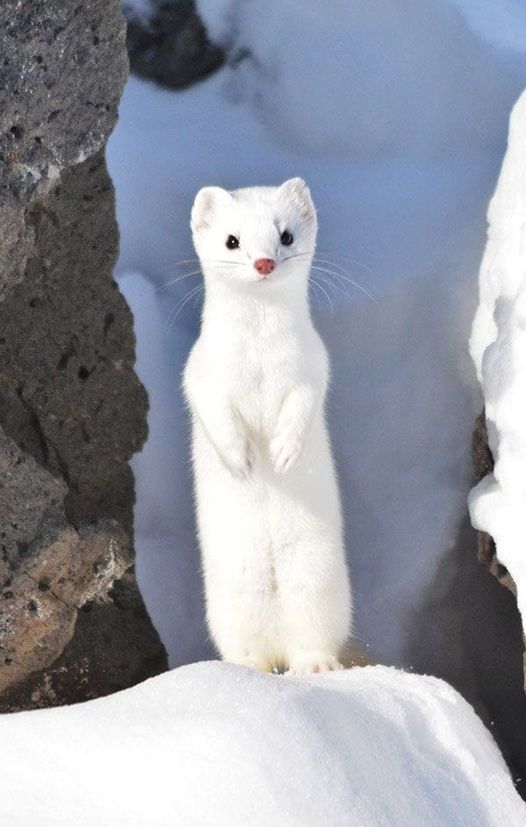 Greetings little weasel.💜🪨❄️🐥🦫