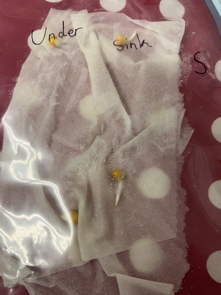 We are learning how seeds germinate <a href="/ApshawaSchool/">Apshawa School</a>