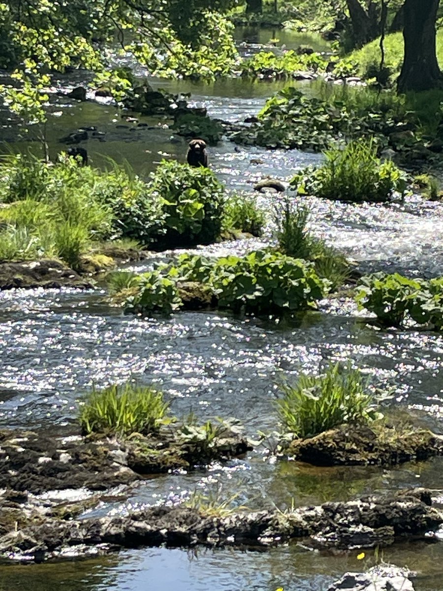 sixtysixrick's tweet photo. Spot the Bear. Hettie cooling off #RiverHodder https://t.co/5Y5Zm63qyJ