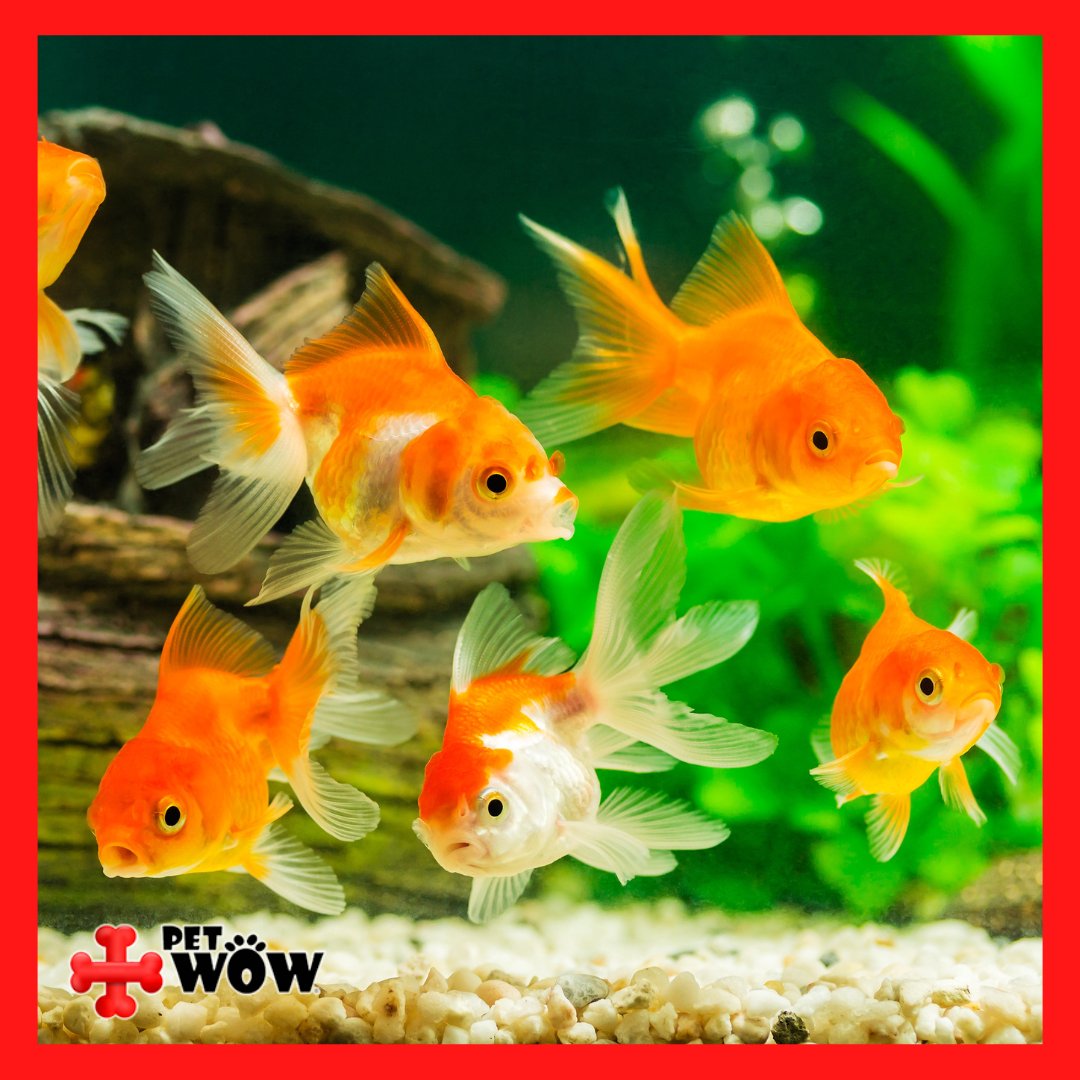 It's a myth that #goldfish have short memories - they can actually remember for up to three months! They're also able to see a wider range of colors than humans can. 🐠🌈  #animalfacts #mythbusting