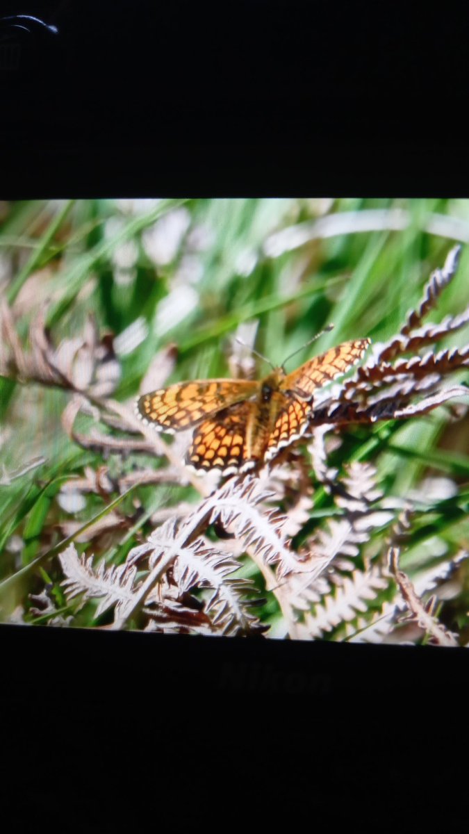 First Heath Frittilary of the year Haddon Hill Exmoor