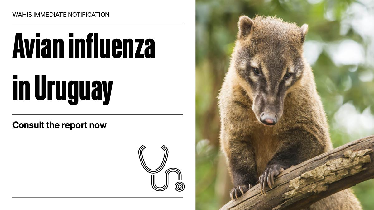 #Uruguay has reported an outbreak of #AvianInfluenza in South American coatis, an unusual host species. 16 coatis died due to the virus. Control measures have been applied to stop the spread. 

Consult the full report👇
wahis.woah.org/#/in-review/50…