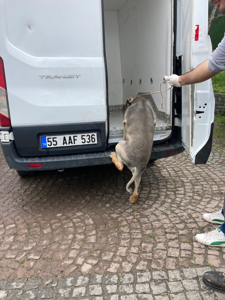 Bu fotoğraf uykularımı kaçırdı.
Tedavi gören,bakılan yaşlı bir hayvan. Samsun İlkadım Belediyesi tarafından alındı ve yok edildi.
Hayvan kendisi binmiş araca...güvenmiş.
Hayvanların tek hatası var:insanlara güvenmek.
Bu hayvanı bulacaksınız <a href="/ilkadimbld/">İlkadım Belediyesi</a> !

Twitter <a href="/ei8hty_ei8ht/">Yağmur Özgür Güven ☮</a>