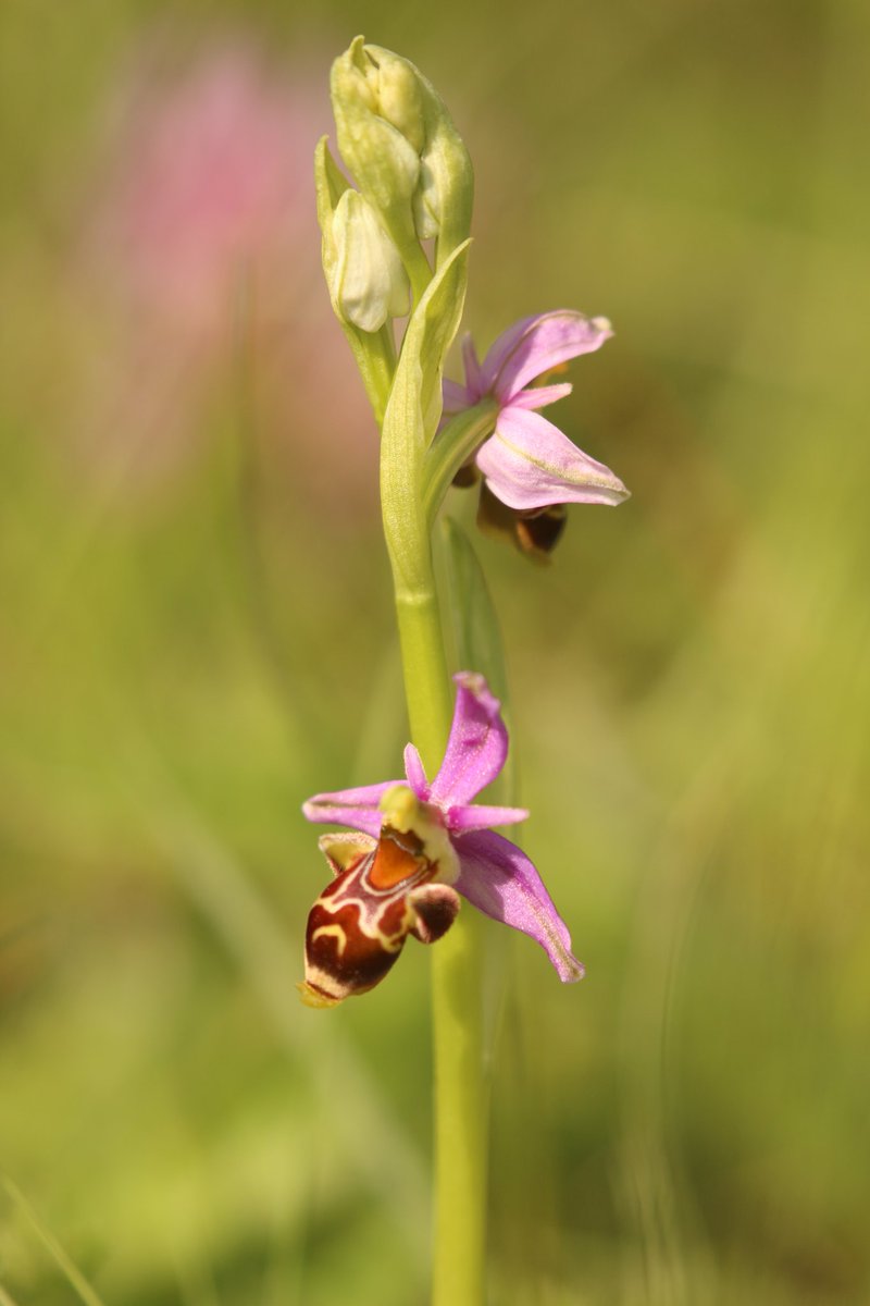 WildlifePrecey's tweet photo. and the #orchids weren't too shabby either
#WildlifeTravelling in the #Cevennes
#Ophrys #Orchis #Neottia https://t.co/0XxW3NSvmF