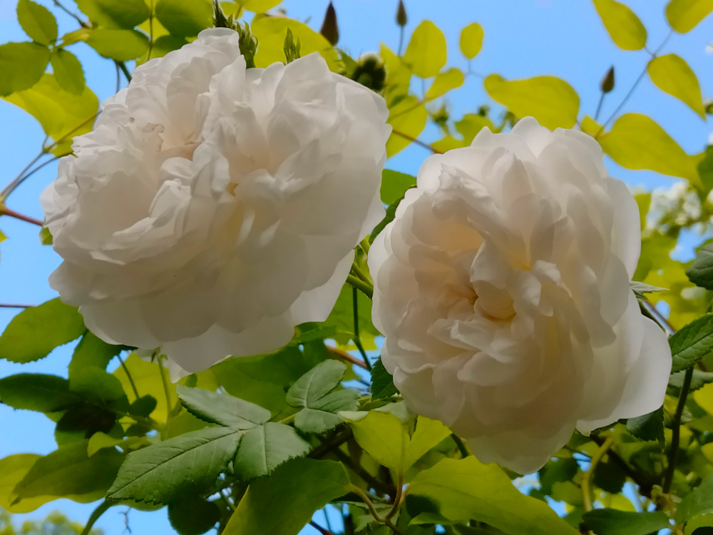 咲き始めました / It has begun to bloom.  
#オールドローズ
#OldRose
#マダムプランティエ
#MadamePlantier
#バラ
#ローズ
#Rose
#Roses
#イングリッシュガーデン
#Englishgarden
#オープンガーデン
#Opengarden
#花のある暮らし
#花好きな人と繋がりたい
#お花
#庭づくり
gardensweets.blog.fc2.com/blog-entry-118…