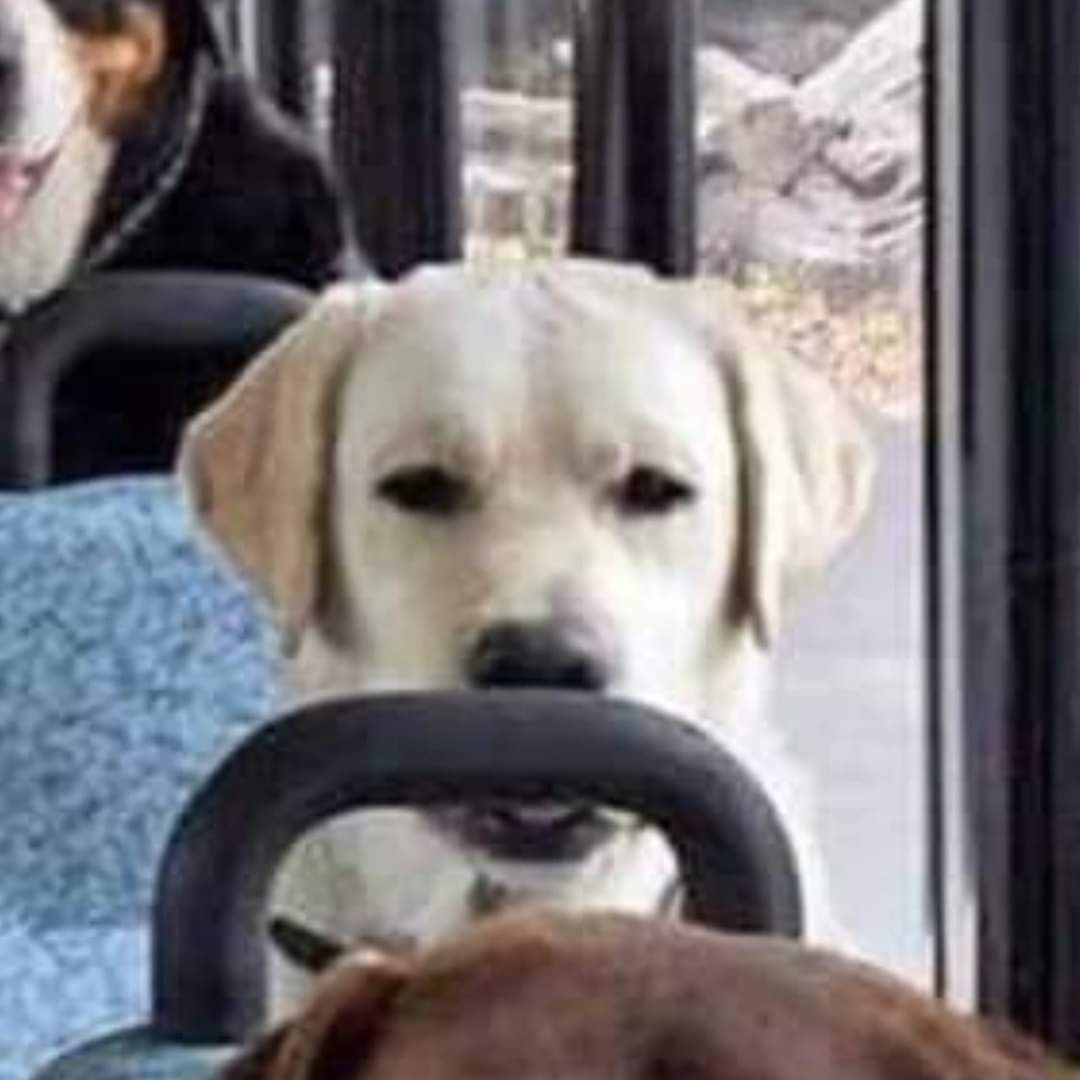 ที่แคนาดา รถโรงเรียนสอนสุนัขที่บรรทุกน้องๆไว้ น้องทุกตัวไม่ได้ปล่อยให้อยู่บ้านเพียงลำพัง  และนี่คือภาพที่ถ่ายระหว่างทางไปโรงเรียน
🐶 ผู้สื่อข่าวบอกว่าให้ดู ลาบราดอร์สีขาวเธองอแงไม่อยากไปโรงเรียน หน้าขี้ดื้อมาก