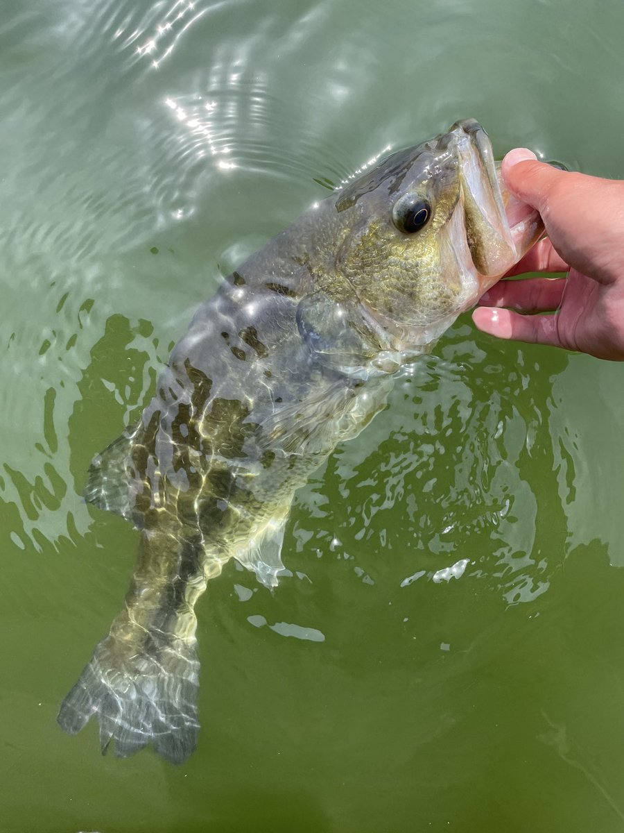 fishingjunpei's tweet image. 本日の #相模湖
#mmz
@OSP_tweets