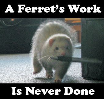 Ferret Every Hour (@FerretPerHour) on Twitter photo 2023-05-27 13:00:01