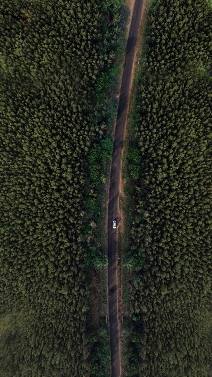 Narrow street between pine trees.
#aerialview #pinetrees #droneview #birdeyeview #pov #perspective #dji #mavicair2s #AndhraPradesh #kakinada #uppada #road #udayveeru