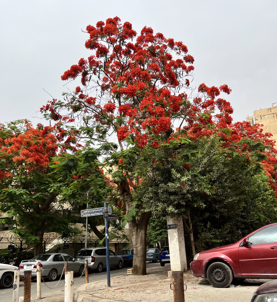 shaimaa89's tweet photo. بحس الشجرة دي الحاجة الوحيدة اللي لسه بتحاول تعمل حاجة عدلة في مصر كل سنة https://t.co/ee6MT1iiEj