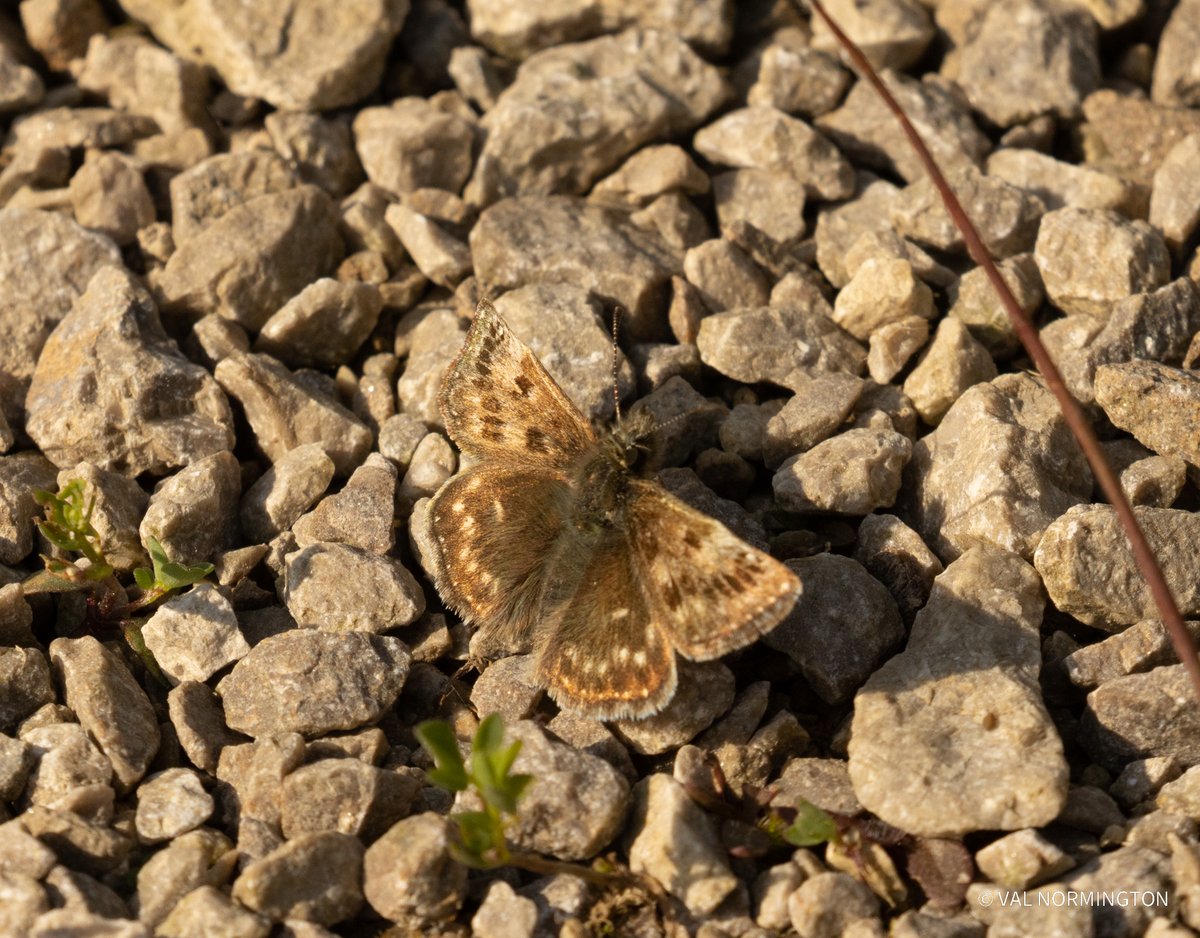 27/5/23 Dingy Skipper Ripon City wetlands this am near the Bandstand / Dipping pond area. @Joebirding @WildFozzy @YWT_North @BC_Yorkshire