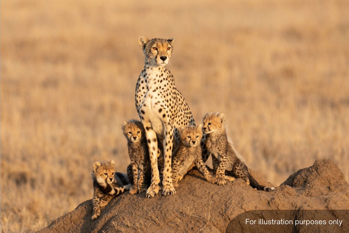 1. Three cheetah cubs have died and a fourth is in a critical condition at India’s Kuno national park, amid a heatwave in the region.

The cubs were the first to be born in India in more than 70 years after the animals were declared officially extinct in the country.