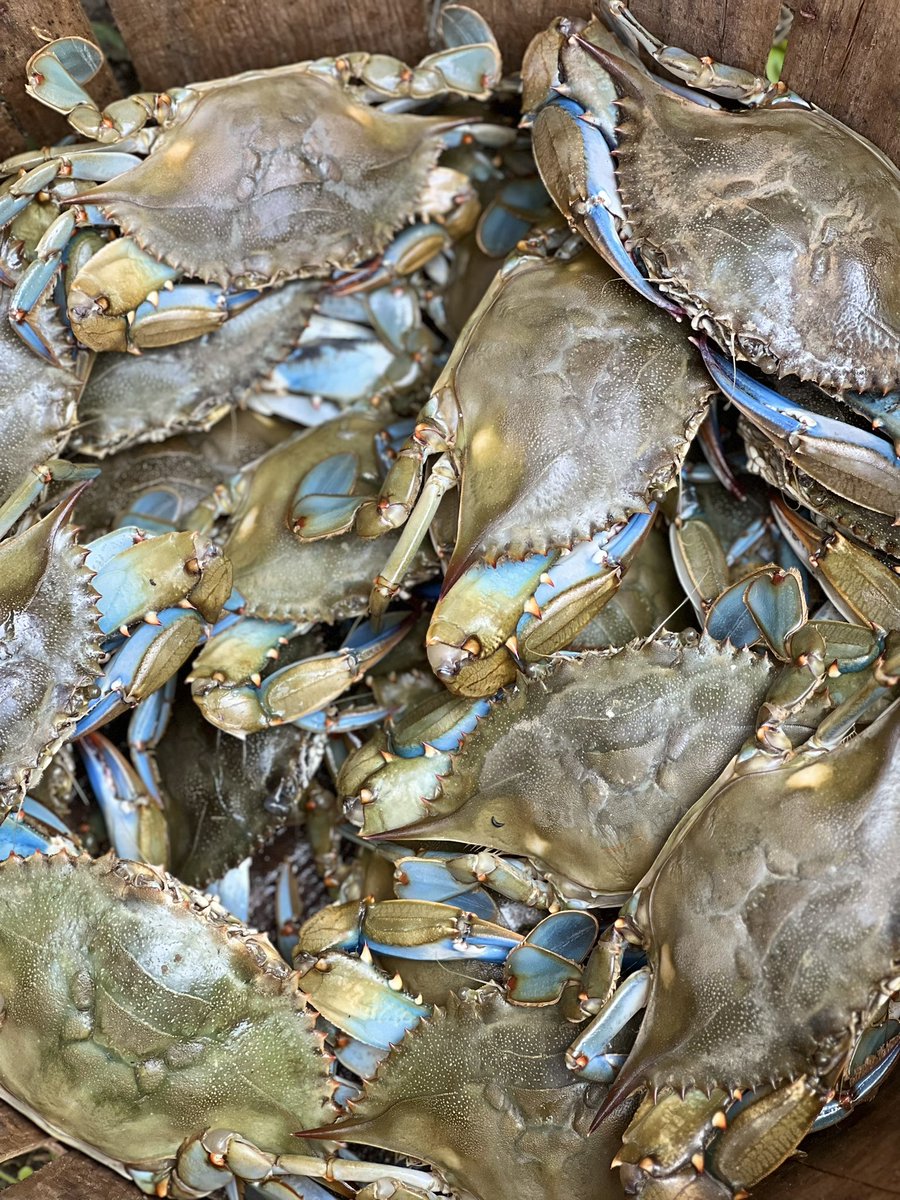 Dead_Sassy's tweet photo. Drool worthy #Maryland #BlueCrab  #Saltlife https://t.co/6ISu7rsodd