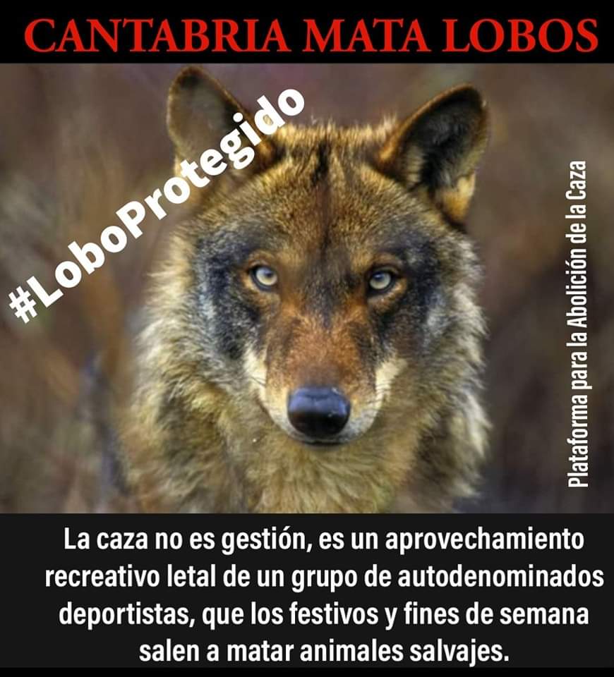 El Supremo permite cazar lobos en Cantabria para proteger a los ganaderos. 

El tribunal confirma que el Plan de Gestión del Lobo es ajustado a derecho y desestima el recurso de la asociación animalista demandante.

#NoALaCaza
#LoboProtegido

libertaddigital.com/ciencia-tecnol…