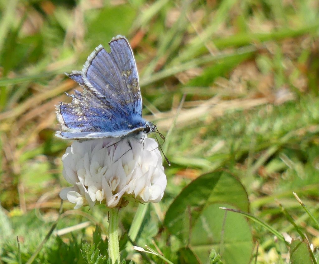 De #Sintjansvlinder en een gehavend #icarusblauwtje zaten hier vanmiddag in het gras, fijne avond🙋🏻‍♀️🦋