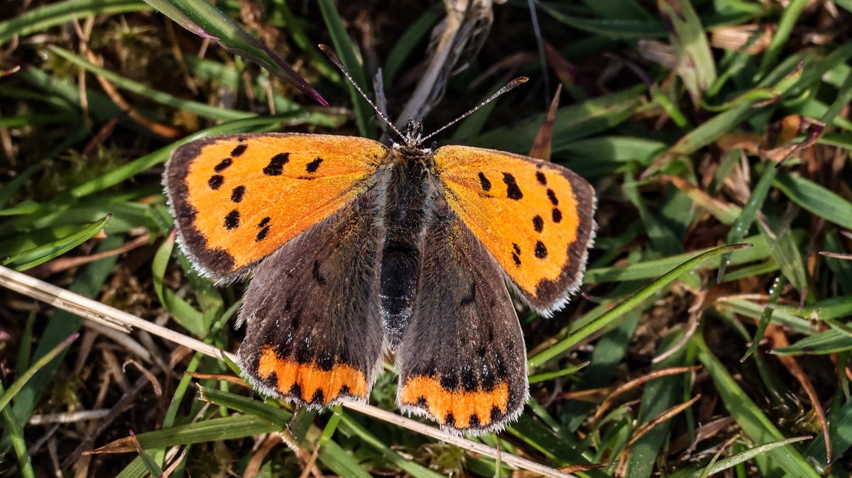 CarlingfordIRE's tweet photo. The Small Copper Butterfly spotted near the Deserted Village on the Cooley Mountains this morning
#smallcopperbutterfly #lycaensphlaeas #caprógbheag #irishbutterflies #cooleypeninsula https://t.co/wXCr1W9vJk