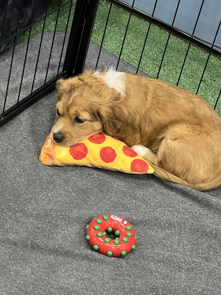 COMICPALOOZA HAS PUPPIES