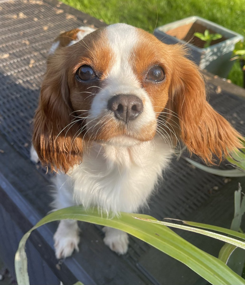 We need your help ❤️

Adoptions have slowed down due to the cost of living and the health problems that Cavaliers in rescue have.

Almost all of the Cavaliers need lifelong medication for painful conditions such as chiari malformation/syringomyelia, arthritic conditions or heart