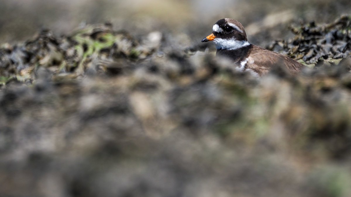 Nice to see 3 Ringed Plover at the Nevern Estuary today! 

Olympus OM-D EM1 Mark ii + 100-400mm f5-6.3 

@OlympusUK @OMSYSTEMcameras @PembsBirds @PembsCoast @VisitPembs @NTPembrokeshire @WTSWW @WildlifeTrusts @BBCSpringwatch @WildlifeMag