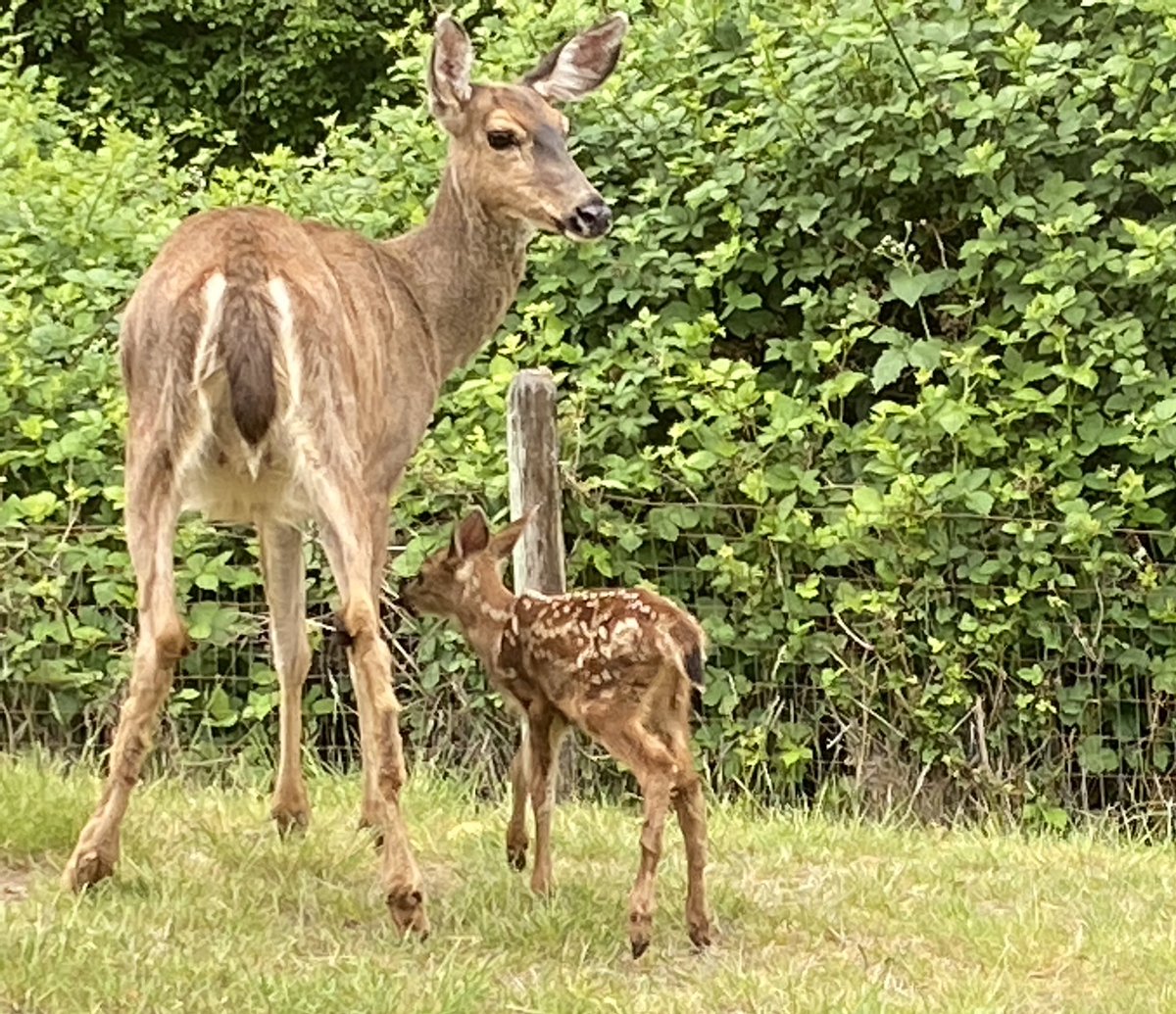 BABY TIME!!!🦌🦌
Sweetie and her new twins 🎉
#twins #deer #pnw #wildlife #SoNorthwest