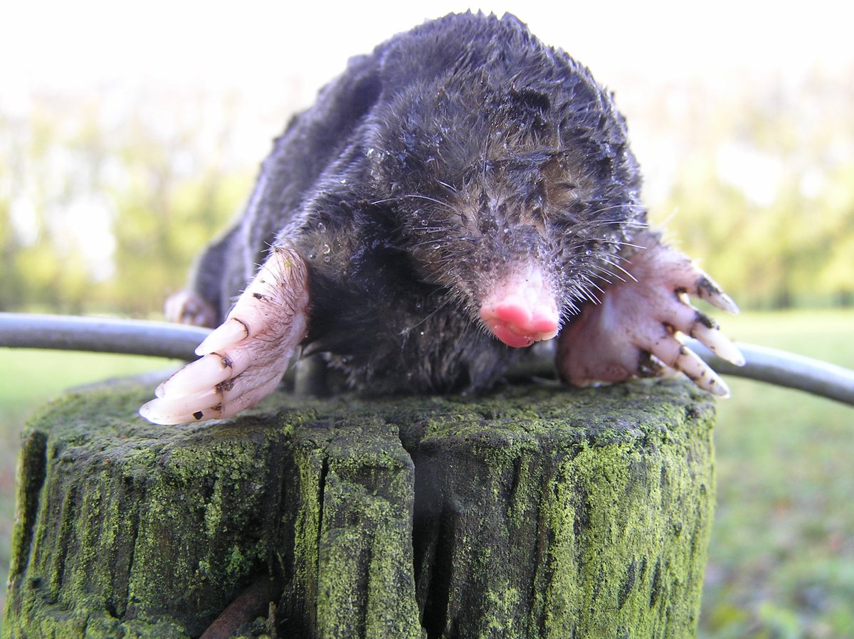 Natuurvoorkids's tweet photo. Weet jij hoe een mol leeft en wat hij eet?

Deel deze link met je viend(inn)en. Dat weet je hoe het zit als je weer eens molshoop ziet.

https://t.co/jaU8jbMXZb

Met dank aan @Schooltv https://t.co/B005CDbkJC