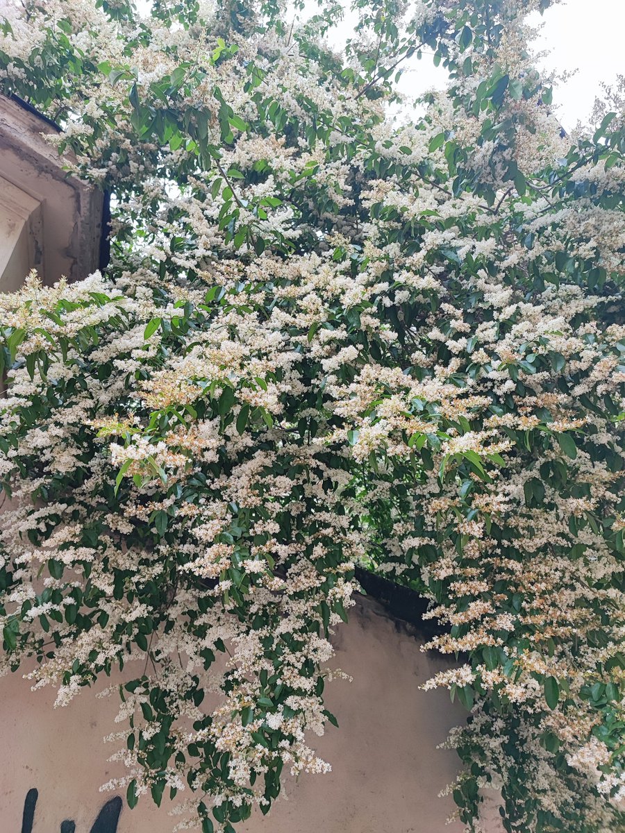 いい匂い https://t.co/HA241zMSH5