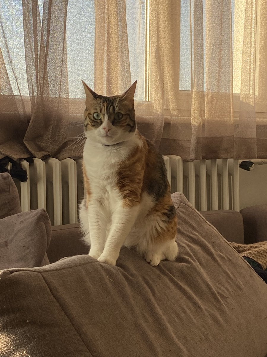 şulaya çökim baali