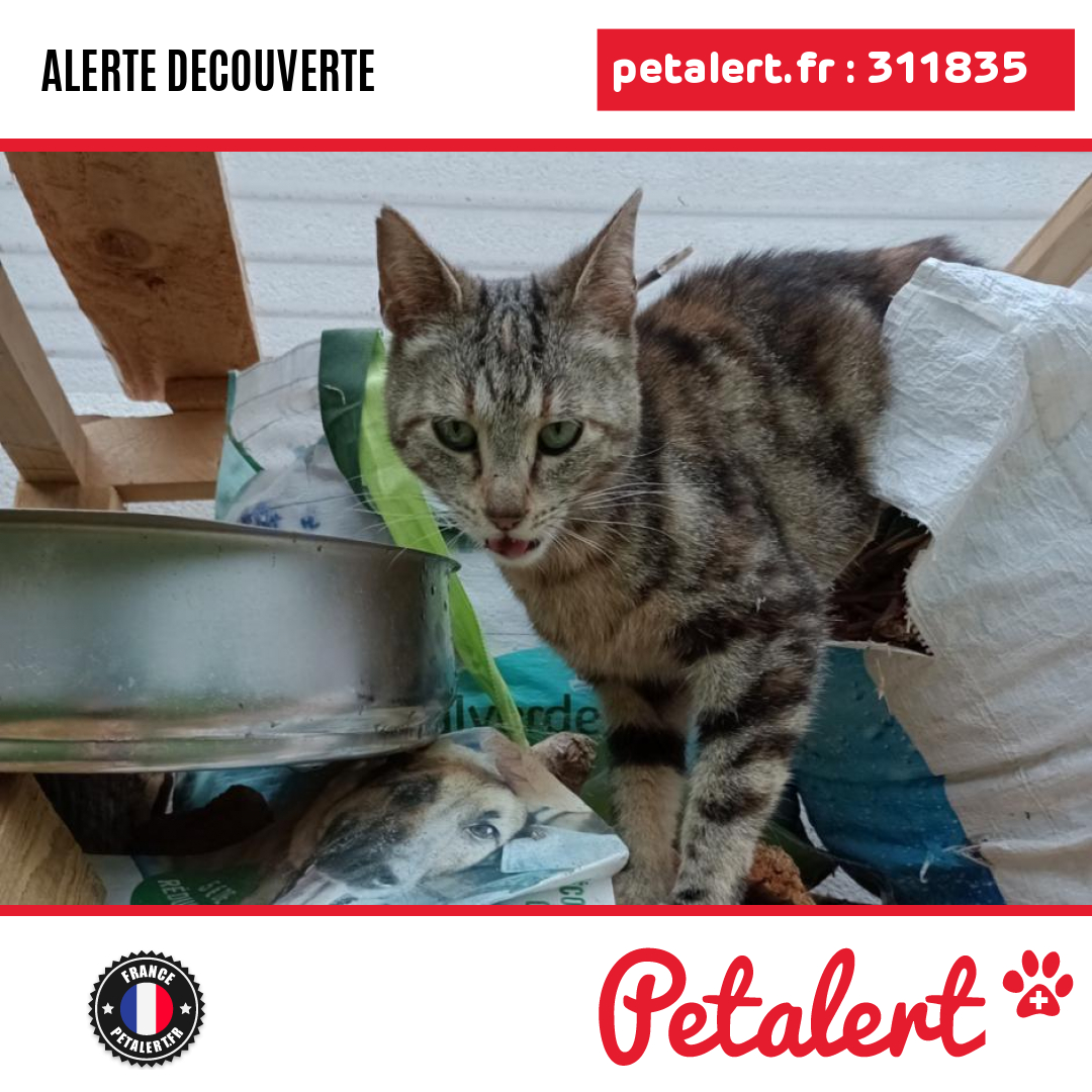 Trouvé #Chat #Drome #Saillans #Petalert  #PetAlert26 / p3t.co/HLVsa