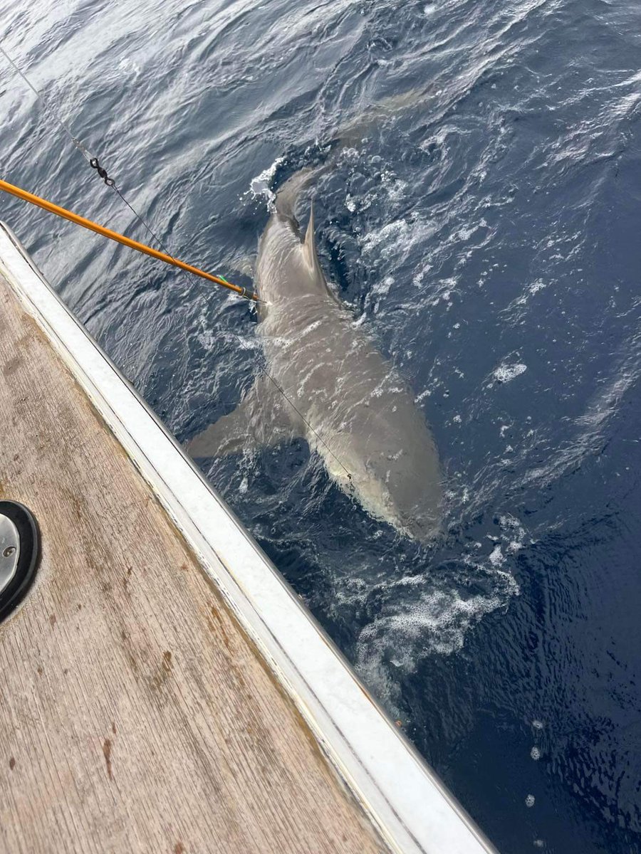 Tim15167195's tweet photo. After a 45 minute fight Logan hauled in an 8 foot long lemon shark. 😁 #deepseafishing  #PompanoBeach https://t.co/5PRghsJh7B