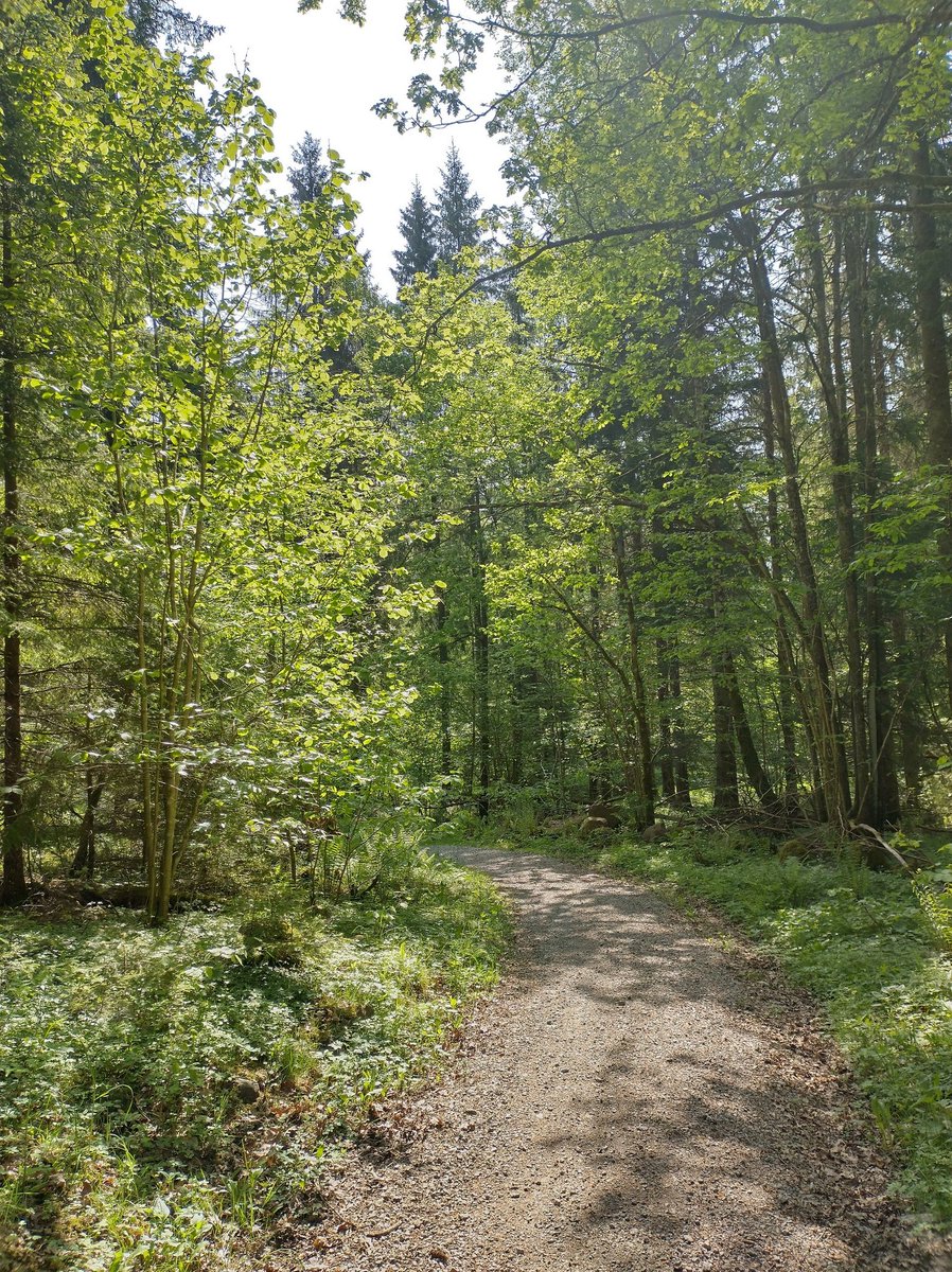 MattiasBrehag's tweet photo. Bibehåller stridsvärde och fås samtidigt en skogsdusch. #Billingen #lilamilen https://t.co/fjXC1Eh0fB