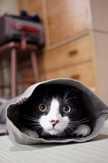 gmeposhpug's tweet photo. "The day has been given to us fresh and clear to either use or throw away." ~Marva Collins, educator #pugquotes #HappyCaturday https://t.co/FHoljy4lja