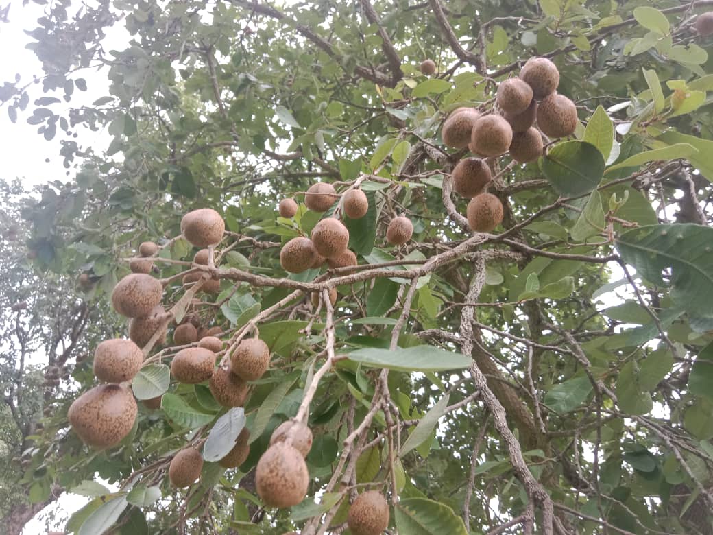 ggiclimate's tweet photo. Bonding with #Nature guarantees a feeling of fulfilment,heal you from within&make your spirit bright & shine. @KwaraCampusSeedDrive23,Had an #Adventurous #Experience #SeedHarvest #PlantPartHarvest #ExamineSpecimens
@JCI_UNILORIN @Ufsa @Greenunilorin #naturelovers @TreesThatFeed https://t.co/HcFX2H1qCz