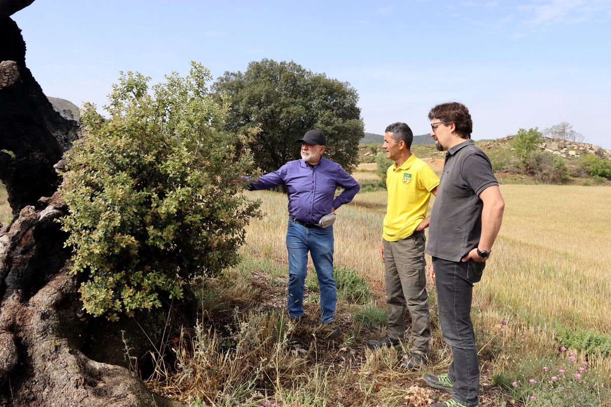 3CatInfo's tweet photo. Una alzina de 450 anys rebrota dos anys després de l'incendi de Sant Martí de Tous https://t.co/vmnaRr6zVt https://t.co/FrUZeemzDH