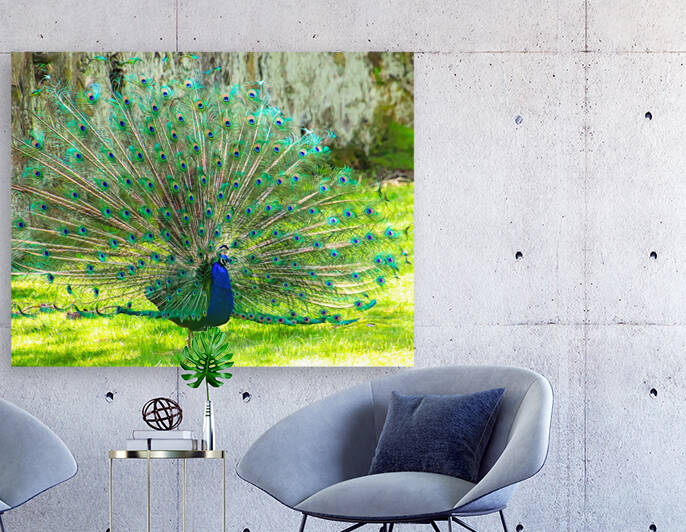 ibgbeauty's tweet image. buff.ly/43tzjYz My new #gallery on #Pictorem is looking #awesome Visit my #artwork on my new site. Check back often to see the new #art that I have #shared #AYearForArt #BuyIntoArt #NaturePhotography #wildlifephotography #beach