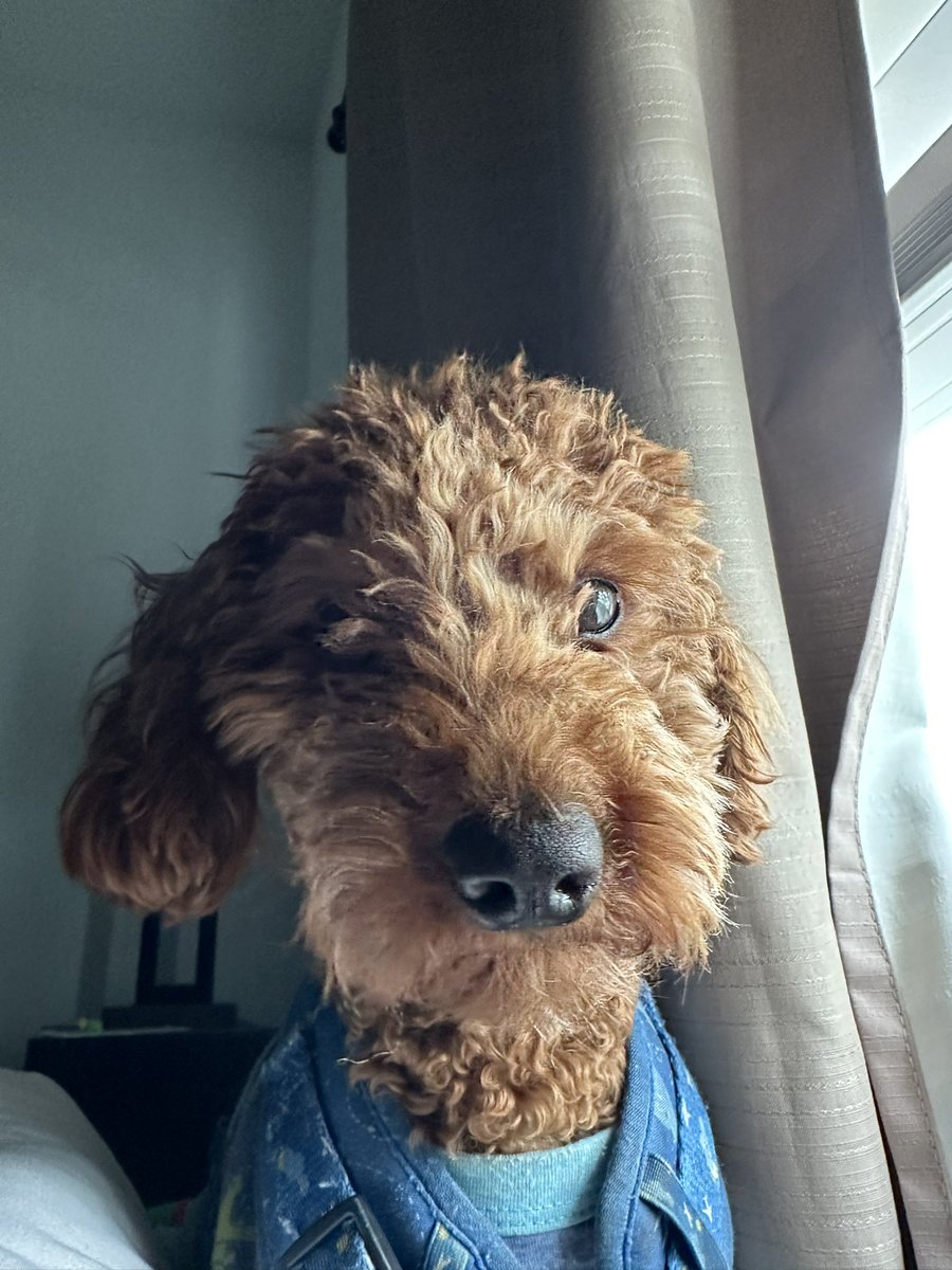 unknwn_WAV's tweet photo. This is the face that I see every morning after getting pawed in the face to get up already 😭😂 https://t.co/DCNfY1LAq3