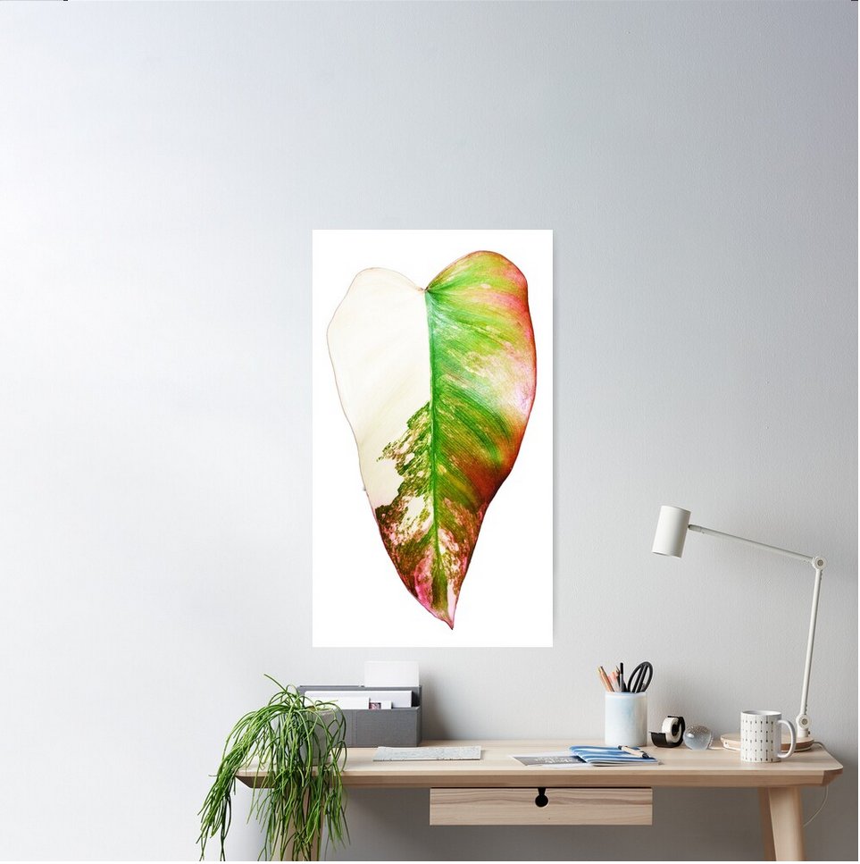 AvonPerception's tweet photo. https://t.co/jTPKXQf2Y2
#photography #SmallBusinesses #GiftIdeas #digitalart #WallArt #RBandME #redbubble #avonperception #nature #PlantLovers #photooftheday #NaturePhotography #canvas #houseplants #philodendron #variegation
#strawberryshake #philodendronstrawberryshake #saturday https://t.co/P817eAXOzE
