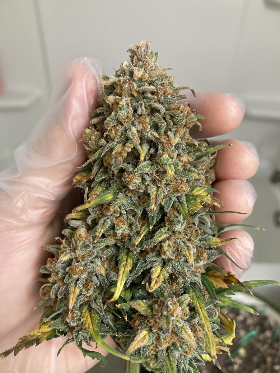 💭BubbleGum Auto💭
Fast and vigorous. This plant takes around 63 days and grows 130cm, perfect for growers who want big yields and a quick harvest.
Get 20% OFF with the code TWITTER👉bit.ly/41B5Lrw
By 🧑‍🌾 Mrautogrow