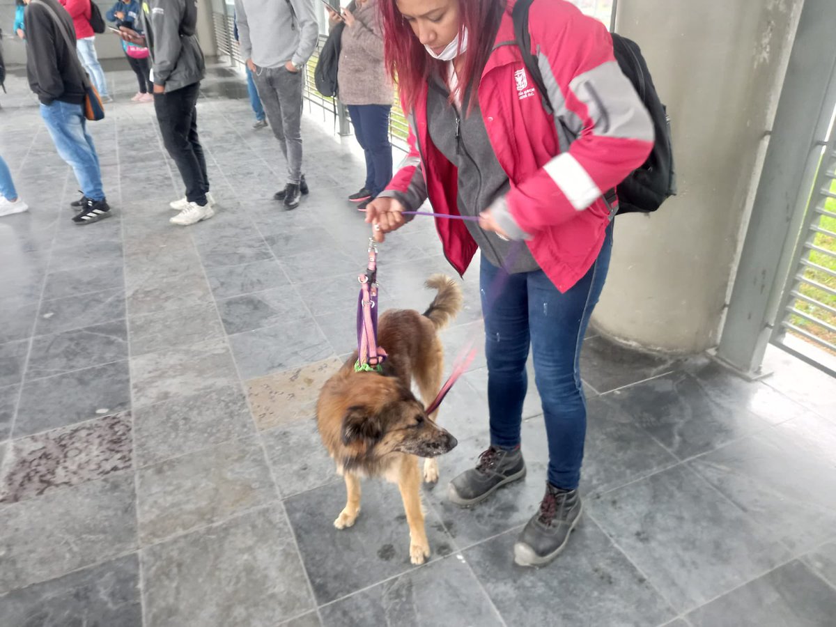 Tenemos a este amiguito 🐶 en el Portal Dorado, tiene una pañoleta verde y gracias a la donación de collares que tuvimos esta semana, se encuentra con nuestros gestores. Si su familia lo reconoce por favor venir por él con los soportes de tenencia como carné de vacunas y