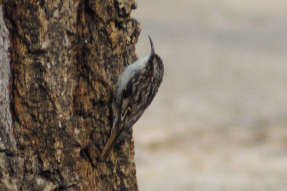 Pajaros_natur's tweet photo. Resulta sorprendente lo que uno encuentra en los parques urbanos. Aquí, resultado de apenas una hora en el Parque Norte de Madrid, hoy:
#abubilla común
#agateador europeo
#Pardillo común
#lavandera blanca https://t.co/VpMRbBegh7