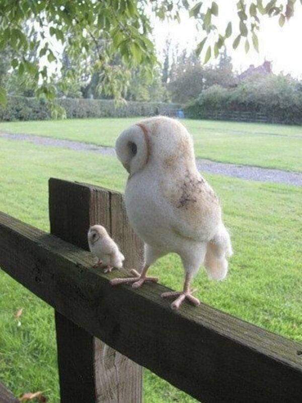 @Revostahelski #owls #owl