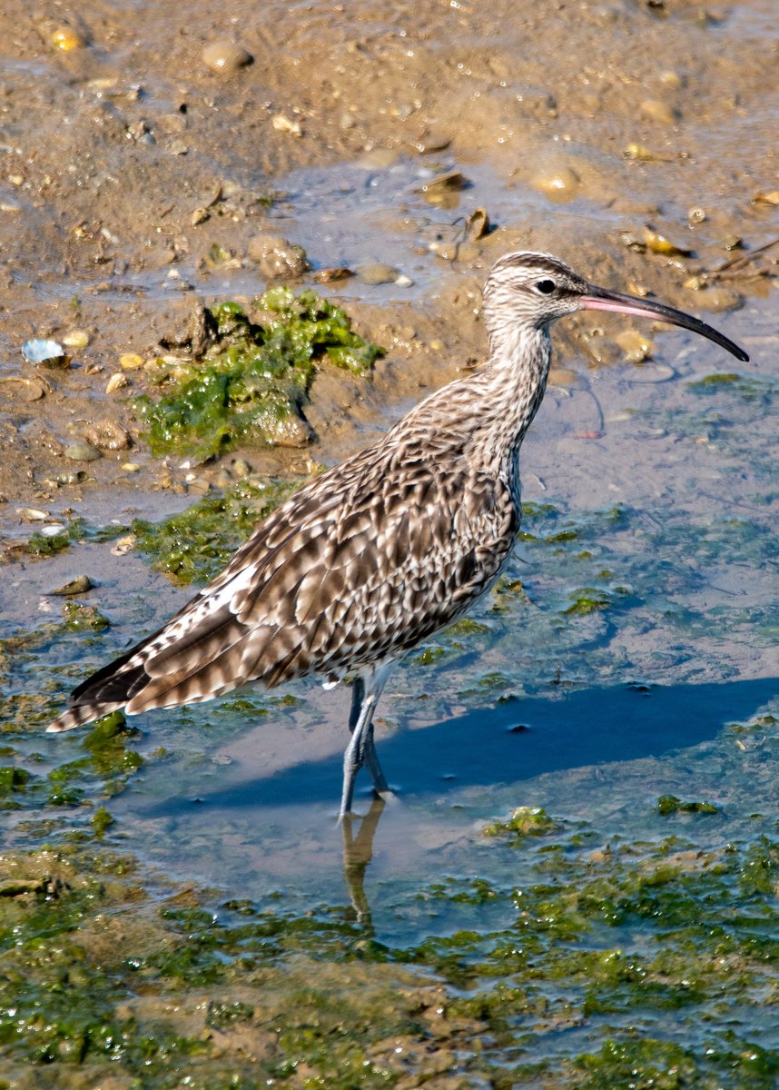 Another wader - Slightly smaller than the Curlew,  a Whimbrel on the coast
#birding #birdsseenin2023 #birds #birdphotography #wildlifephotography #birdwatching #BirdsOfTwitter