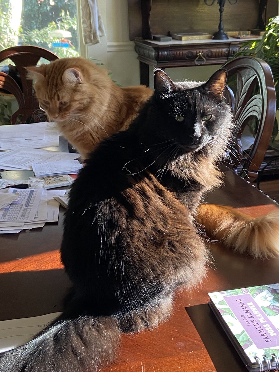 NO SHOW today 5/27/23. I’m taking the day off to help Dr Wifey prepare for her departure tomorrow for a 6-week trip to Scandinavia. Our father/son Norwegian Forest Cats (Midnight & Ginger Boy) as tax @charliemasonva #indiecentric #caturday